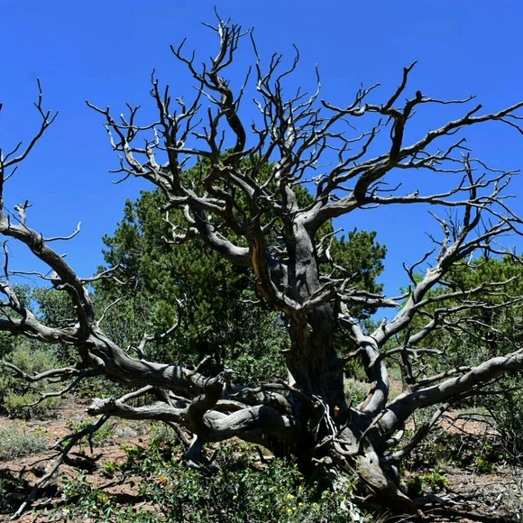 Meet your Posher, Julie - Picture 1 of 1